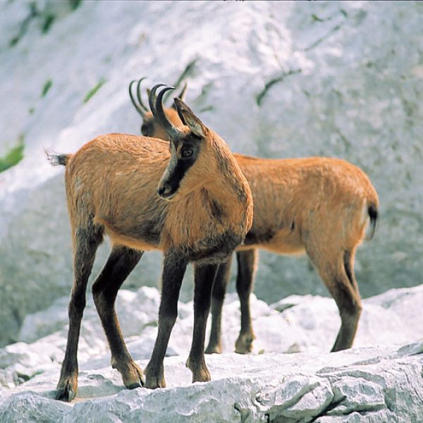 Camoscio Parco Nazionale d’Abruzzo – L’Aquila